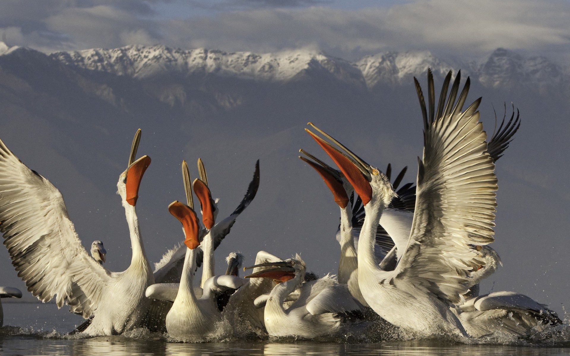 pelicans birds mountain Wallpaper