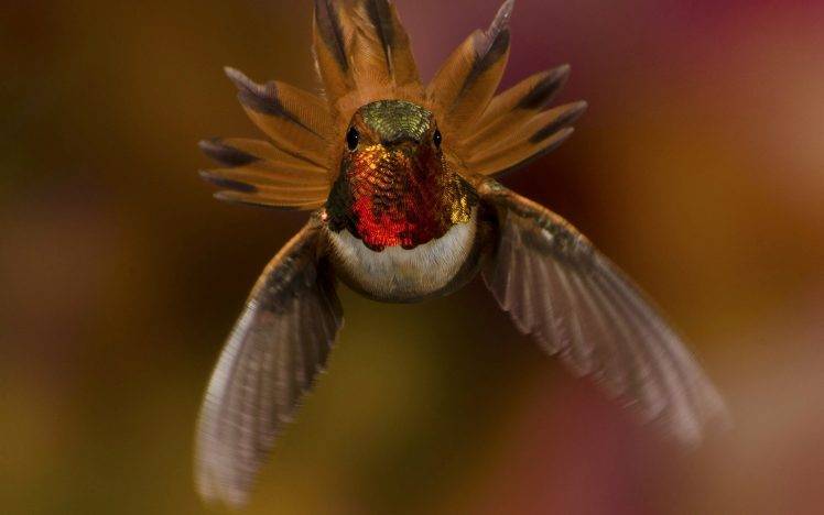 birds hummingbirds HD Wallpaper Desktop Background
