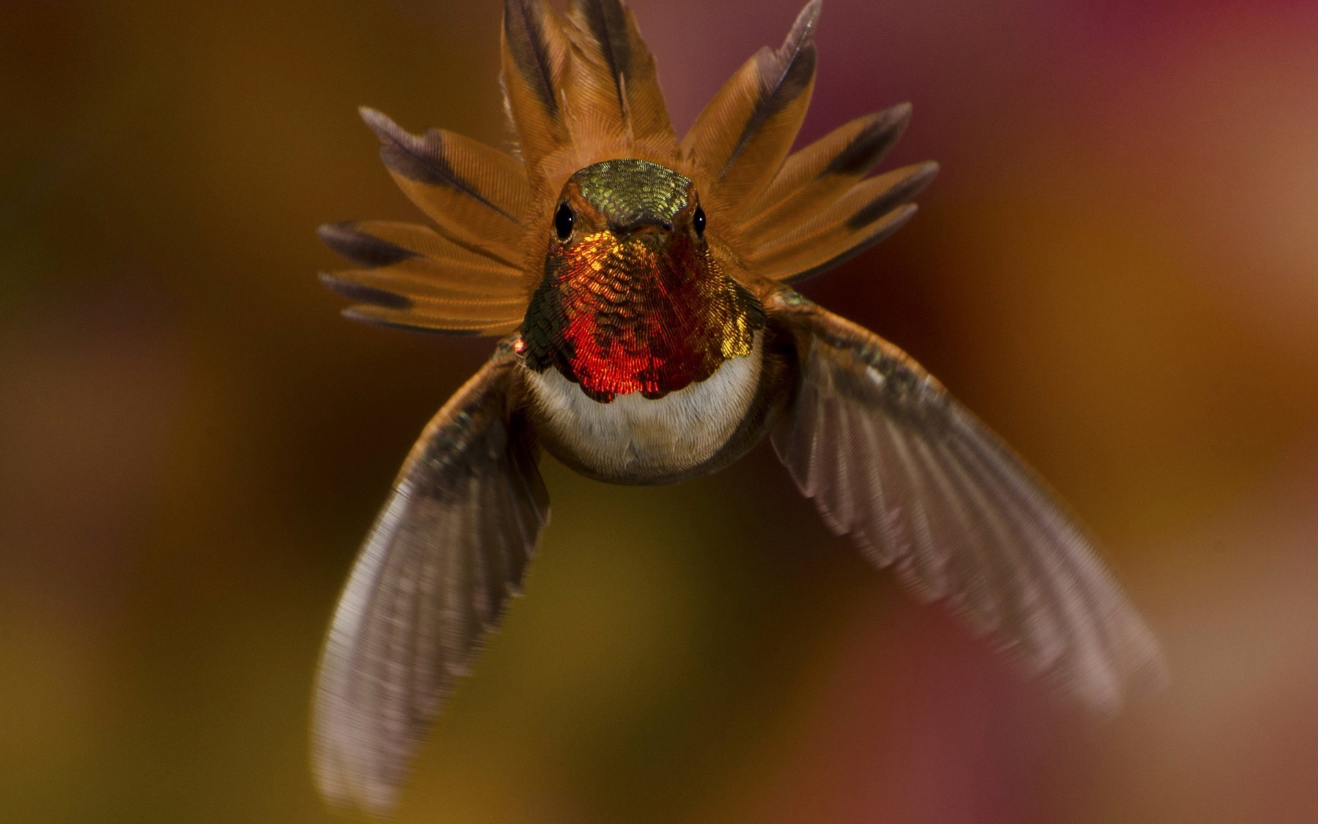 birds hummingbirds Wallpaper