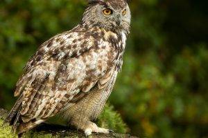 owl birds moss yellow eyes