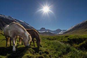 mountain horse grass