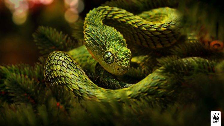 snake green reptile vipers HD Wallpaper Desktop Background