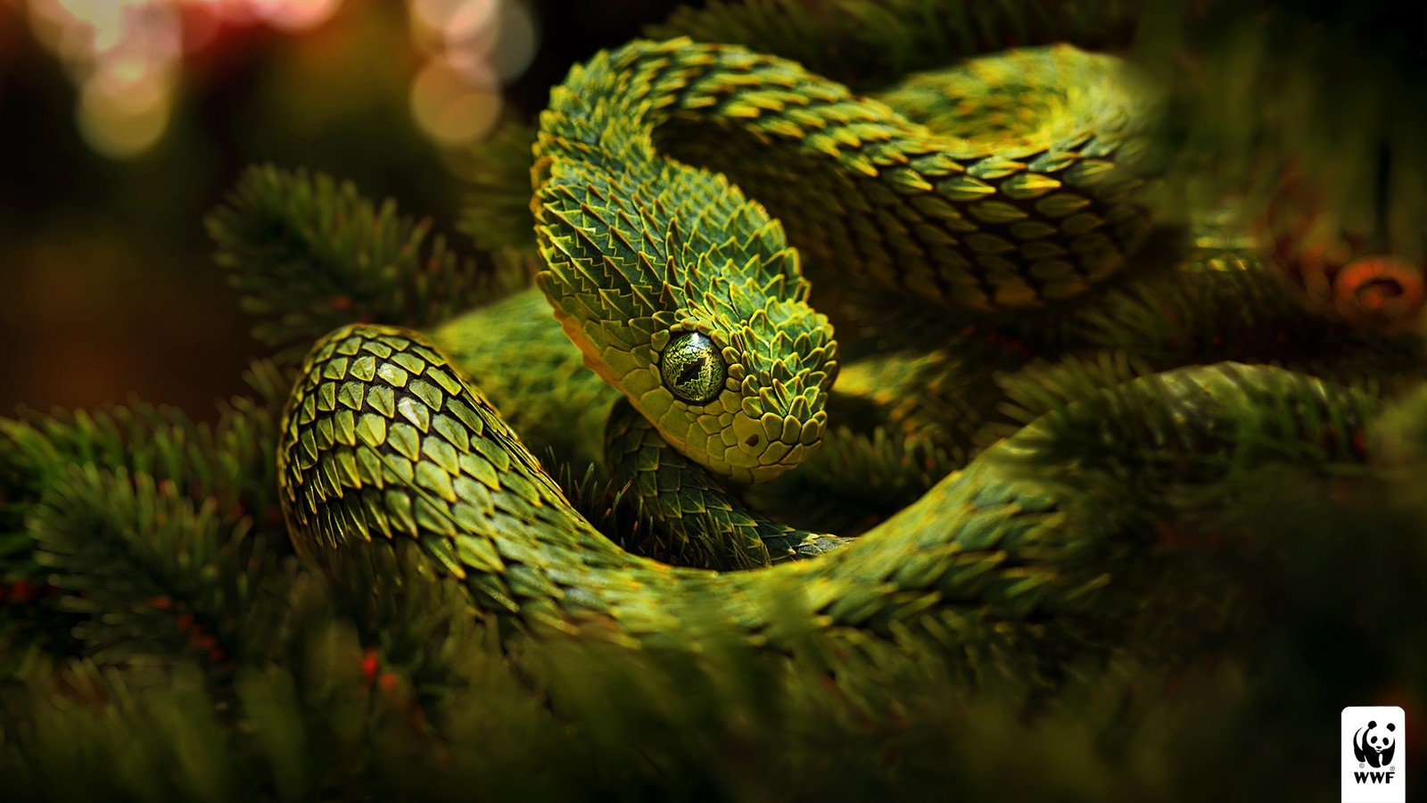 snake green reptile vipers Wallpaper