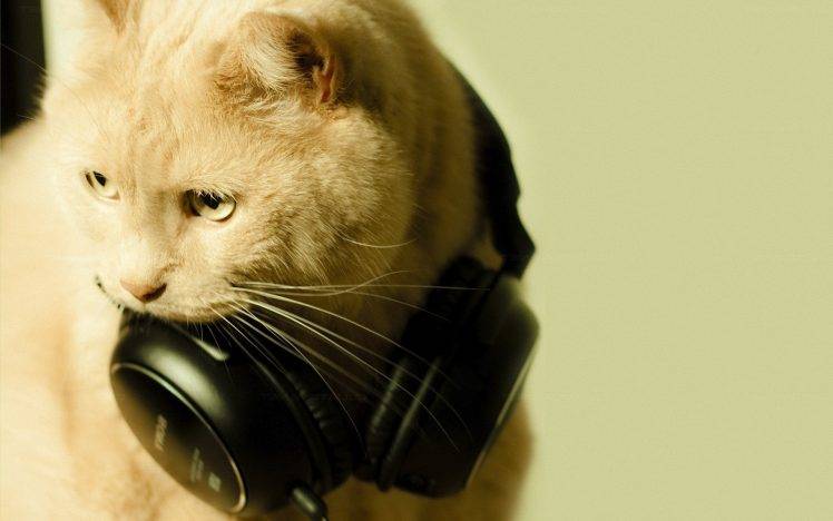 cat headphones HD Wallpaper Desktop Background
