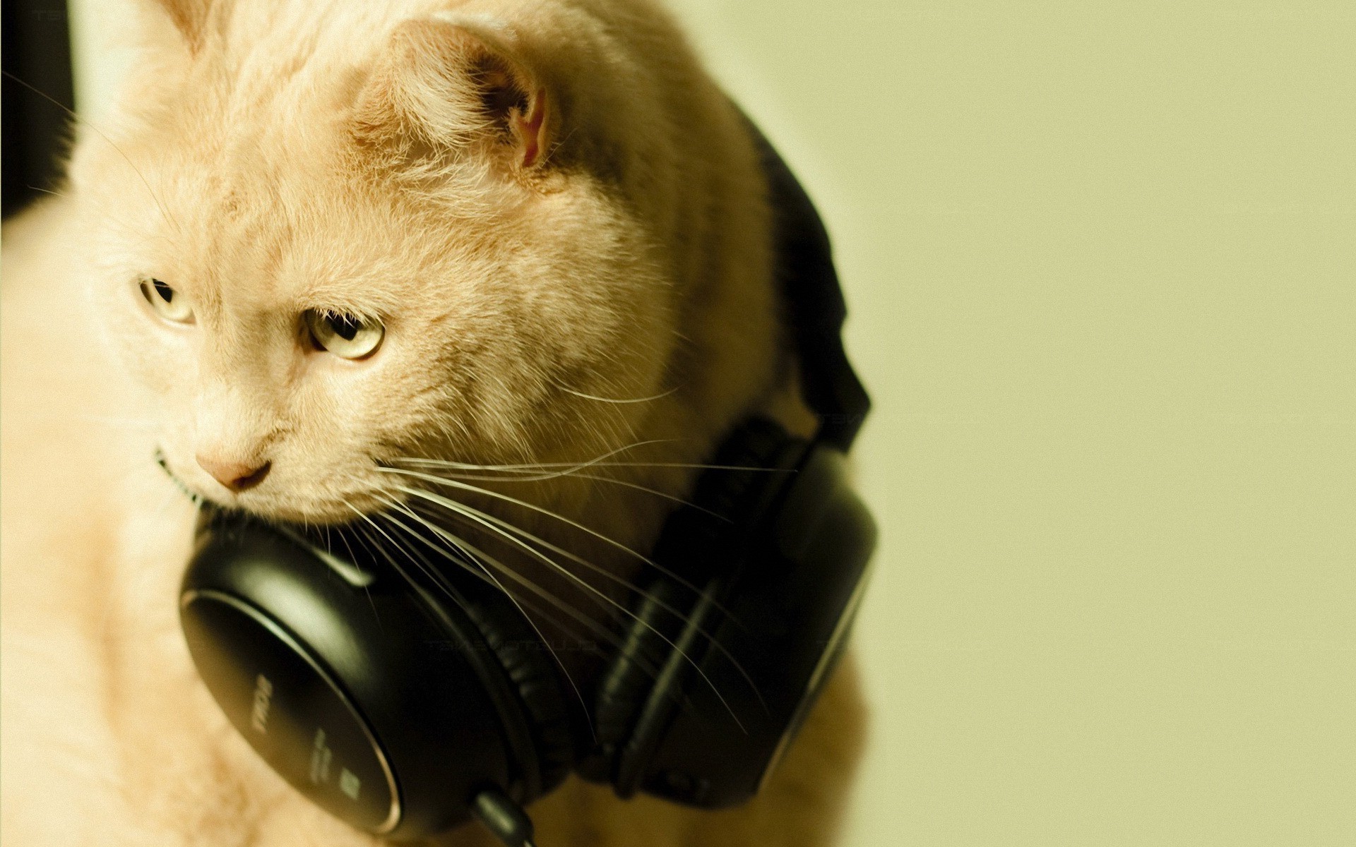 cat headphones Wallpaper