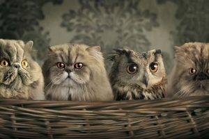 cat owl