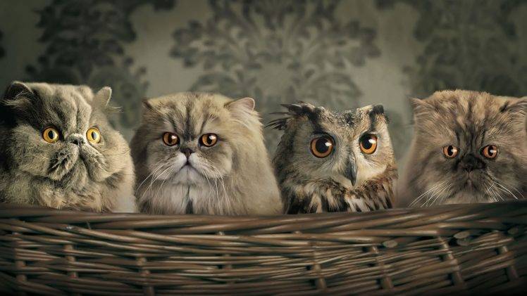 cat owl HD Wallpaper Desktop Background