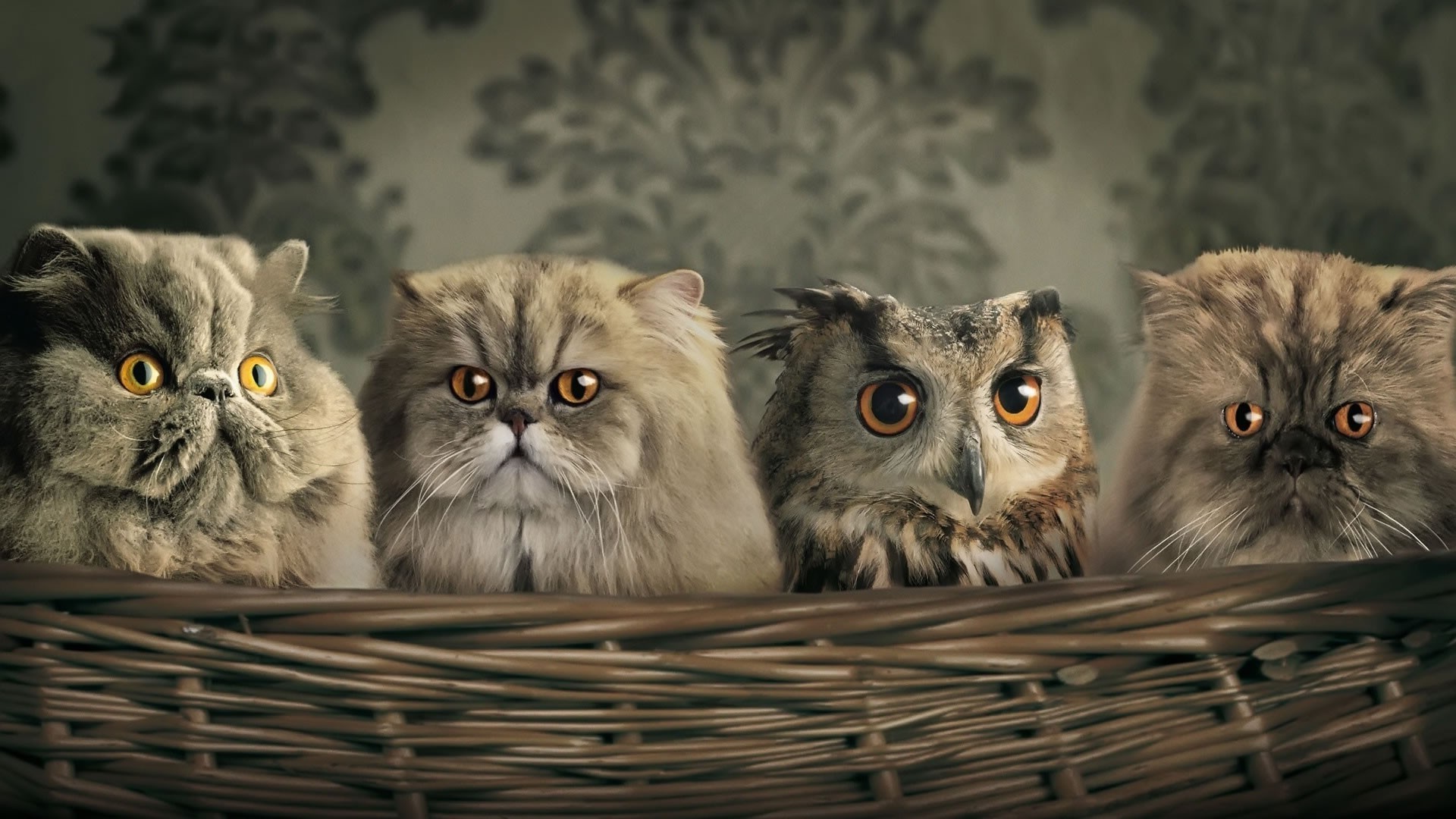 cat owl Wallpaper
