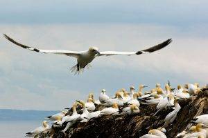 birds gannets coast