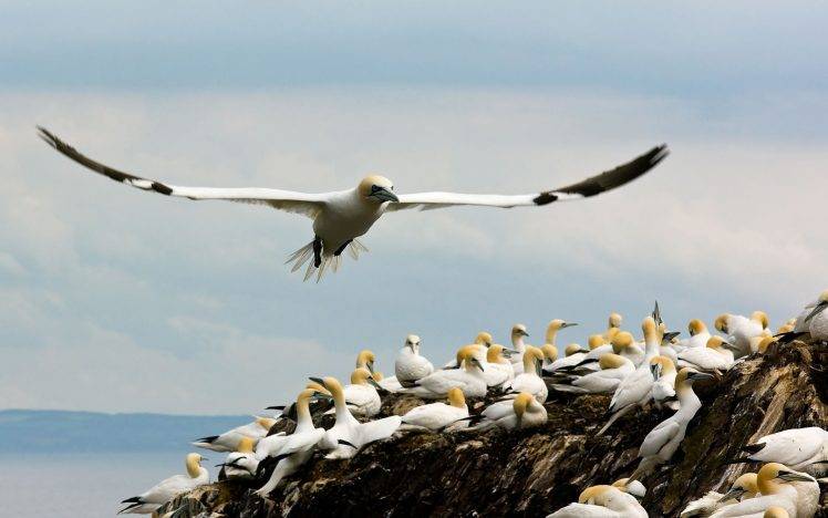 birds gannets coast HD Wallpaper Desktop Background
