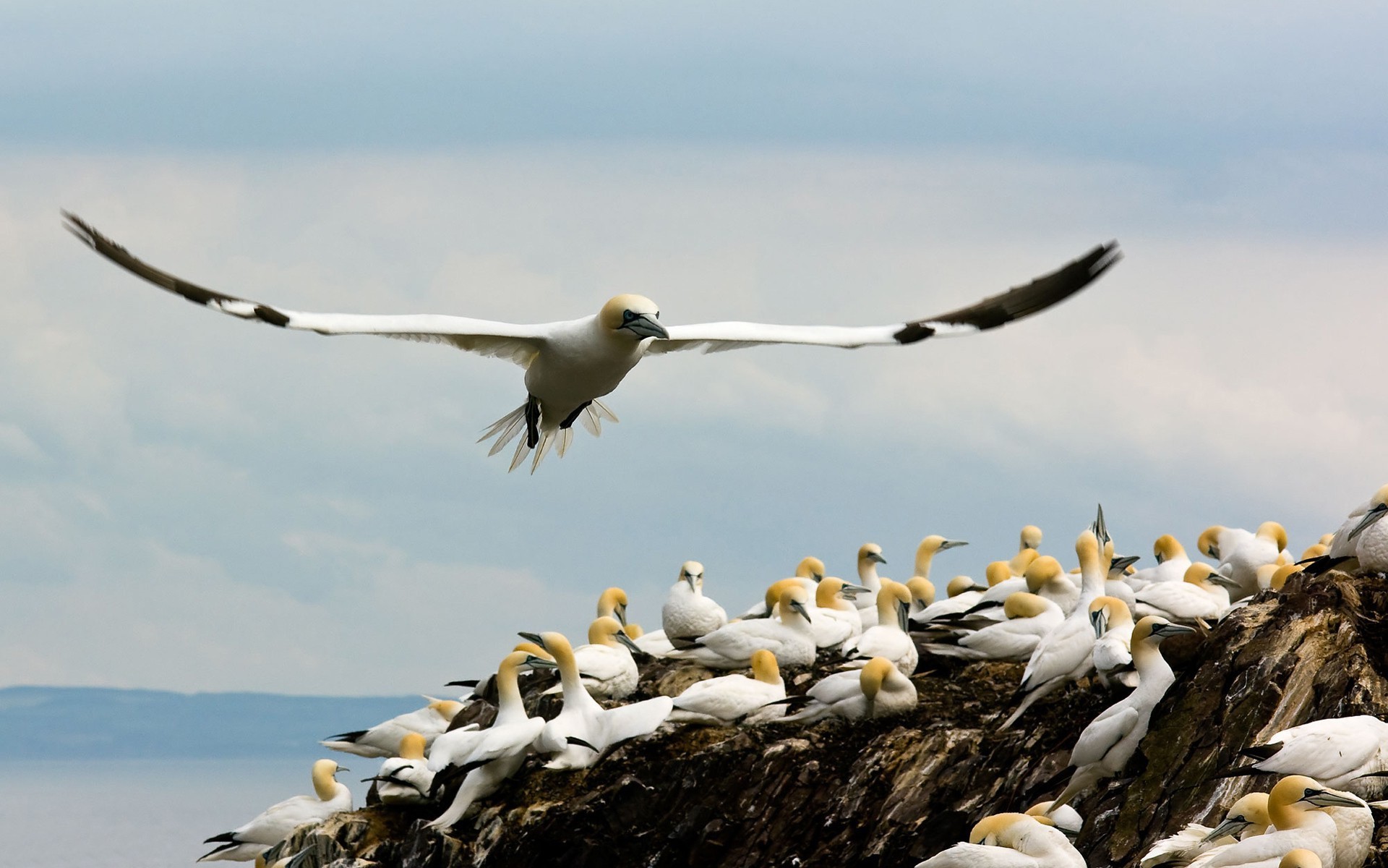 birds gannets coast Wallpaper