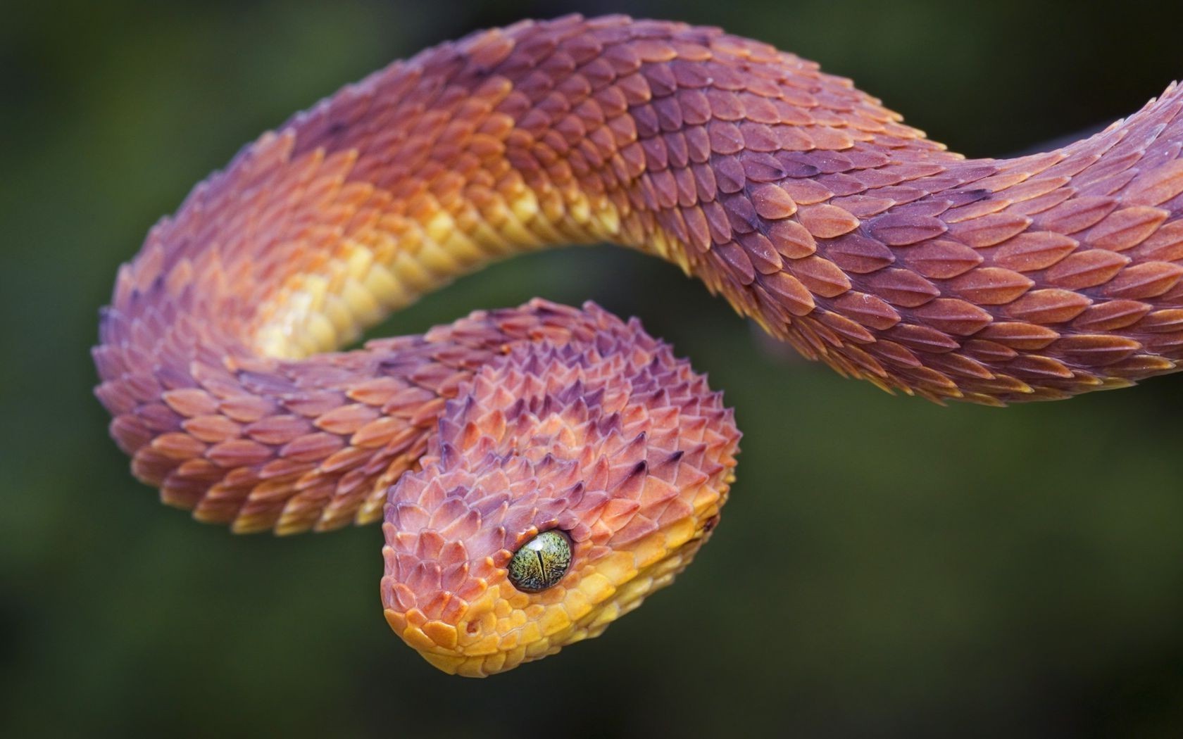 snake vipers reptile Wallpaper