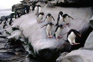 penguins rock birds coast