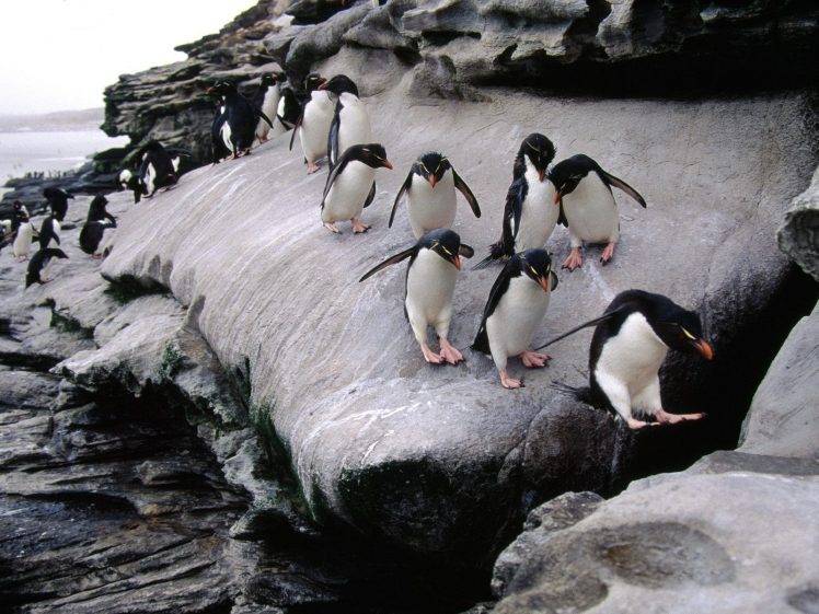 penguins rock birds coast HD Wallpaper Desktop Background
