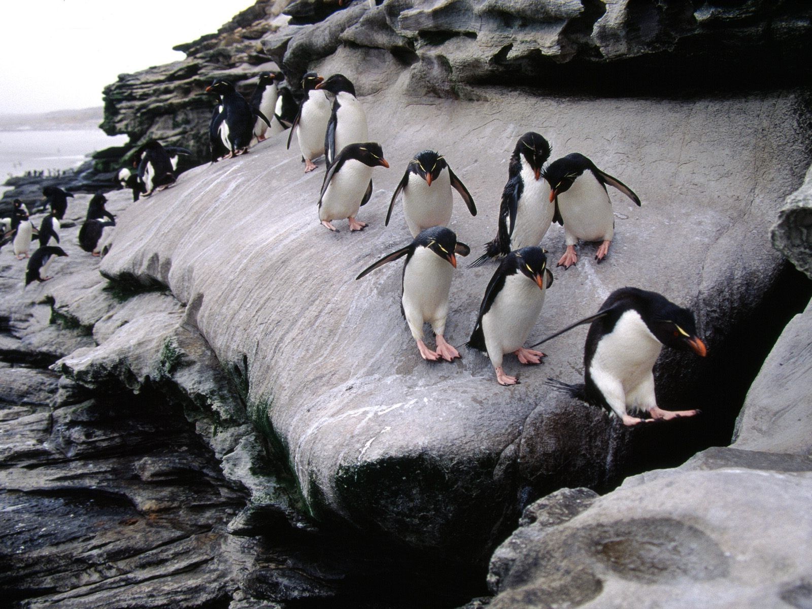 penguins rock birds coast Wallpaper
