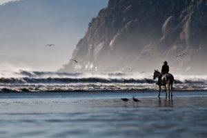 horse sea waves