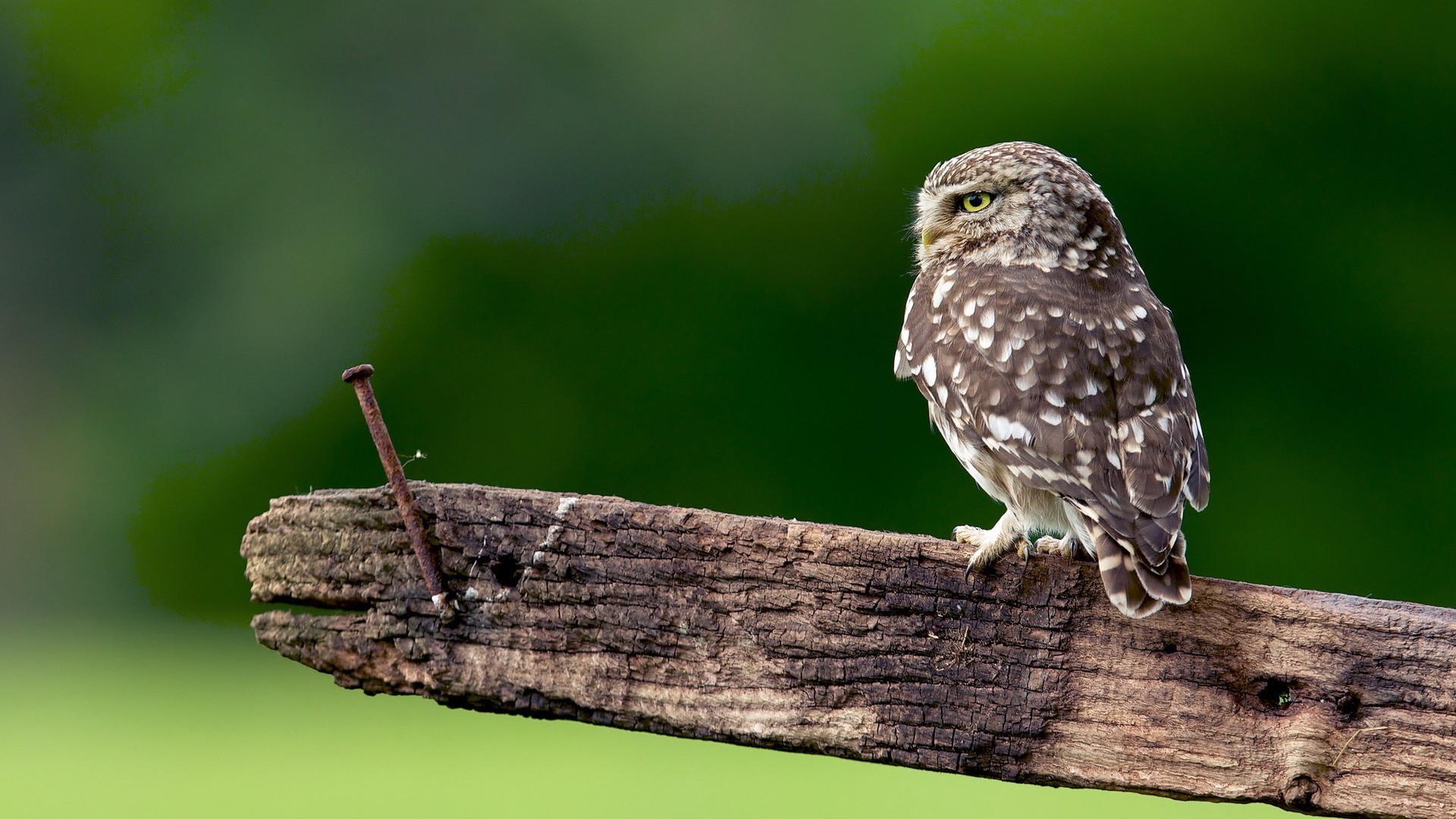 owl birds wood Wallpaper