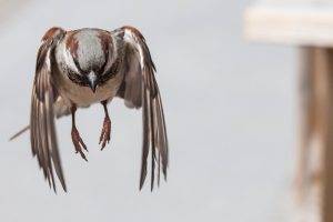 sparrows birds