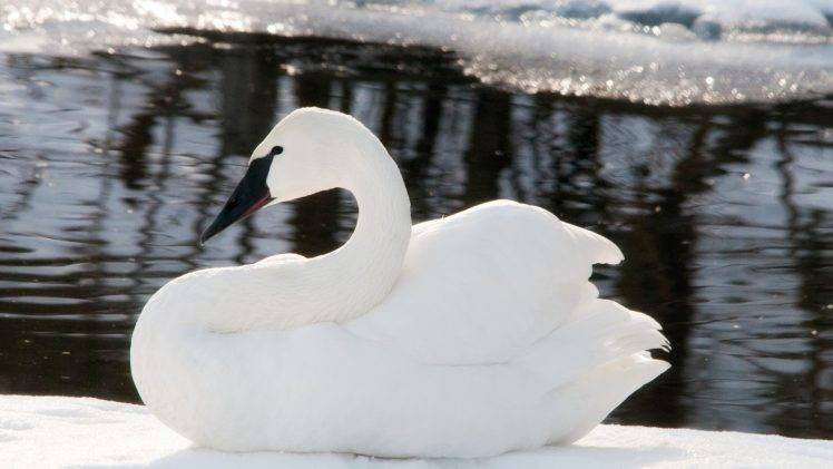 birds water swans snow HD Wallpaper Desktop Background