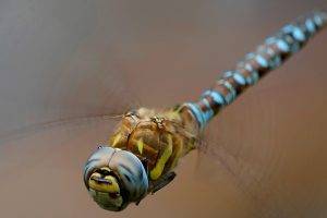 dragonflies insect macro