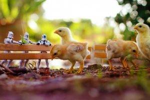 chickens birds stormtrooper fence toys bokeh