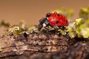 ladybugs macro insect water drops