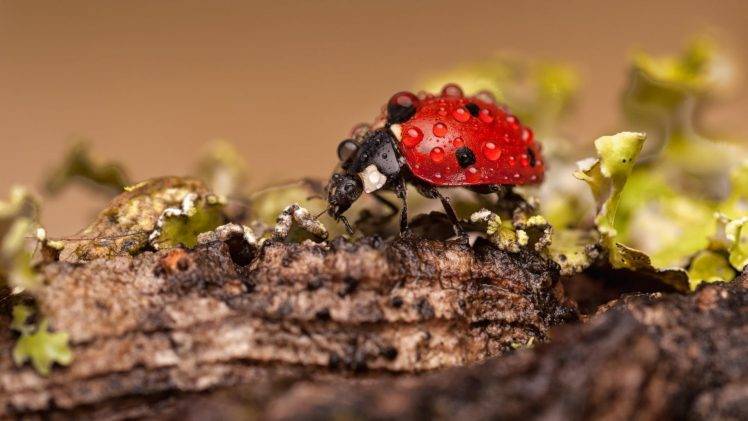 ladybugs macro insect water drops HD Wallpaper Desktop Background