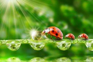 water drops insect ladybugs sparkles