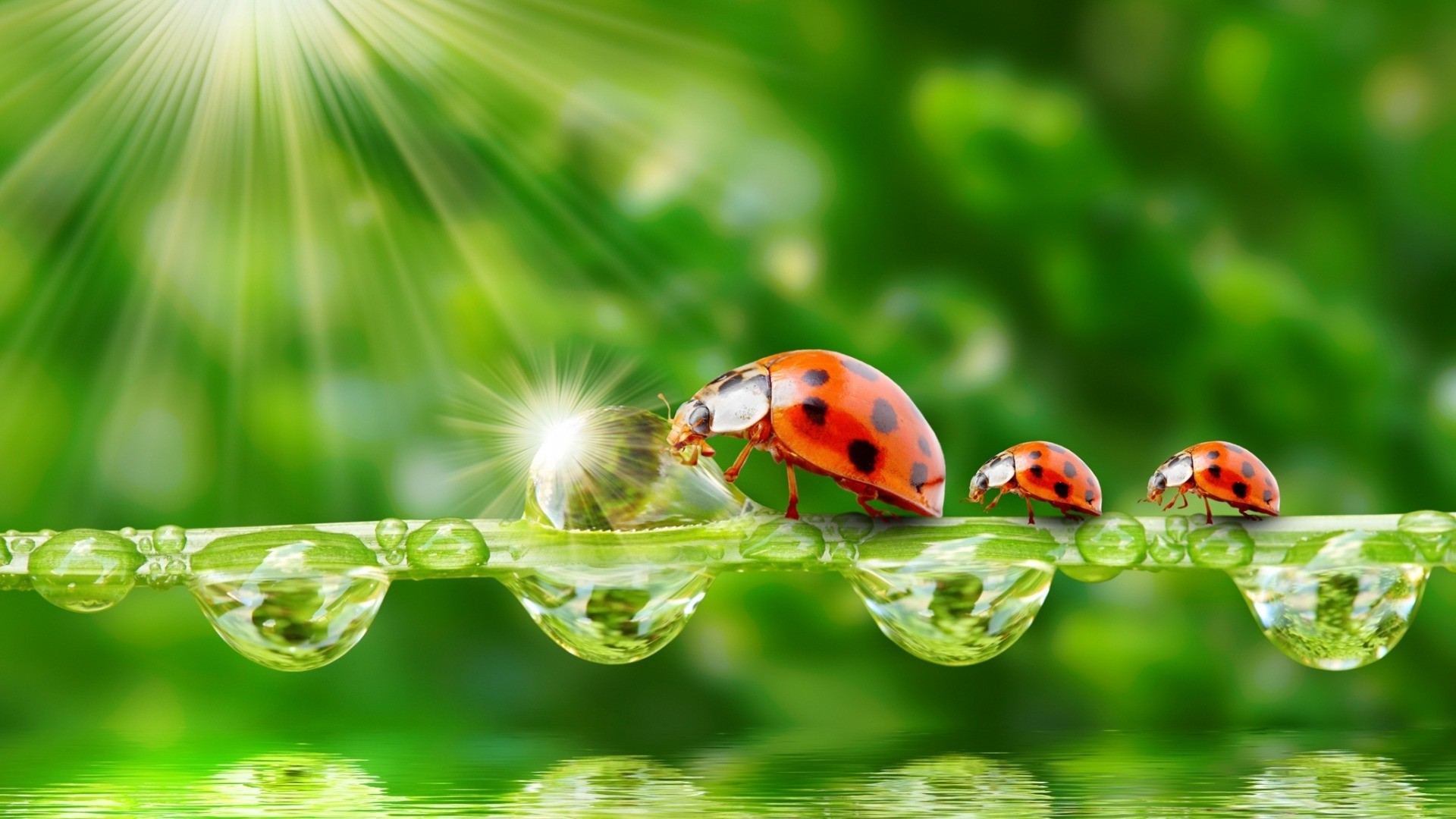 water drops insect ladybugs sparkles Wallpaper