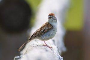 sparrows birds blurred