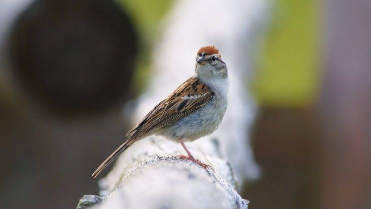sparrows birds blurred HD Wallpaper Desktop Background