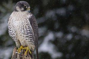 birds falcons