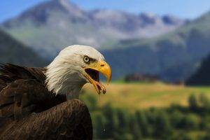 bald eagle eagle birds blurred saliva