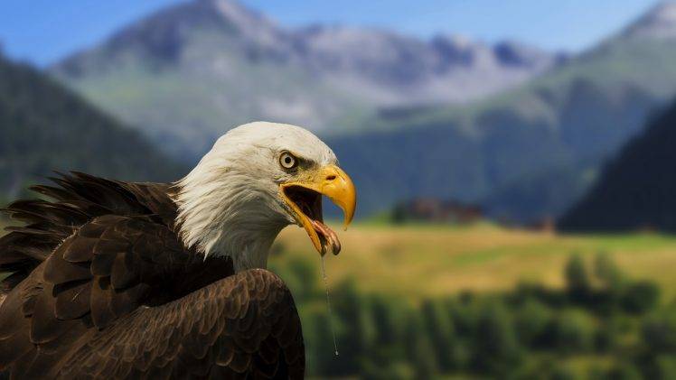 bald eagle eagle birds blurred saliva HD Wallpaper Desktop Background