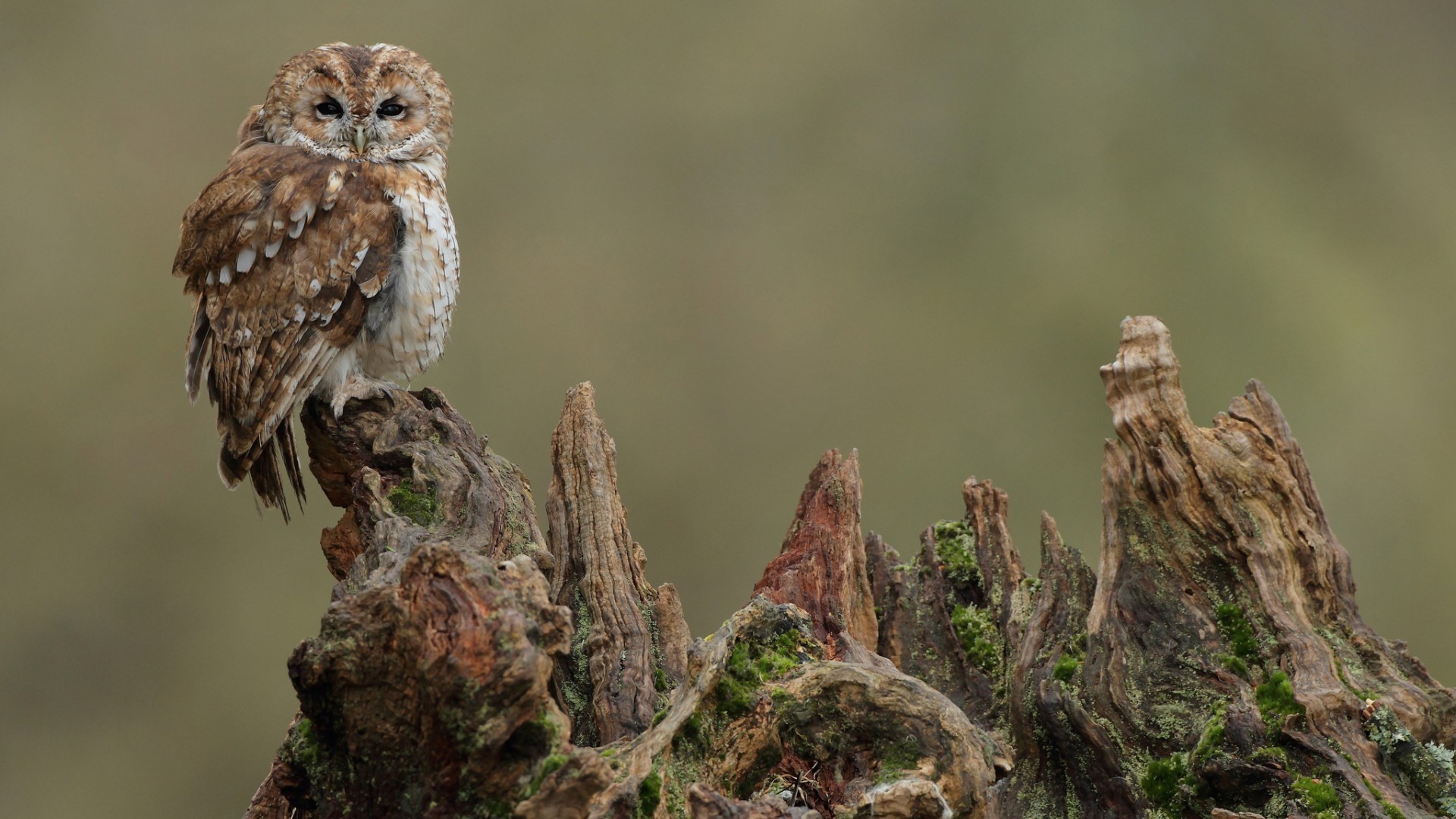 owl birds tree stump Wallpaper