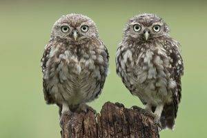 owl birds tree stump
