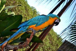 birds depth of field macaws