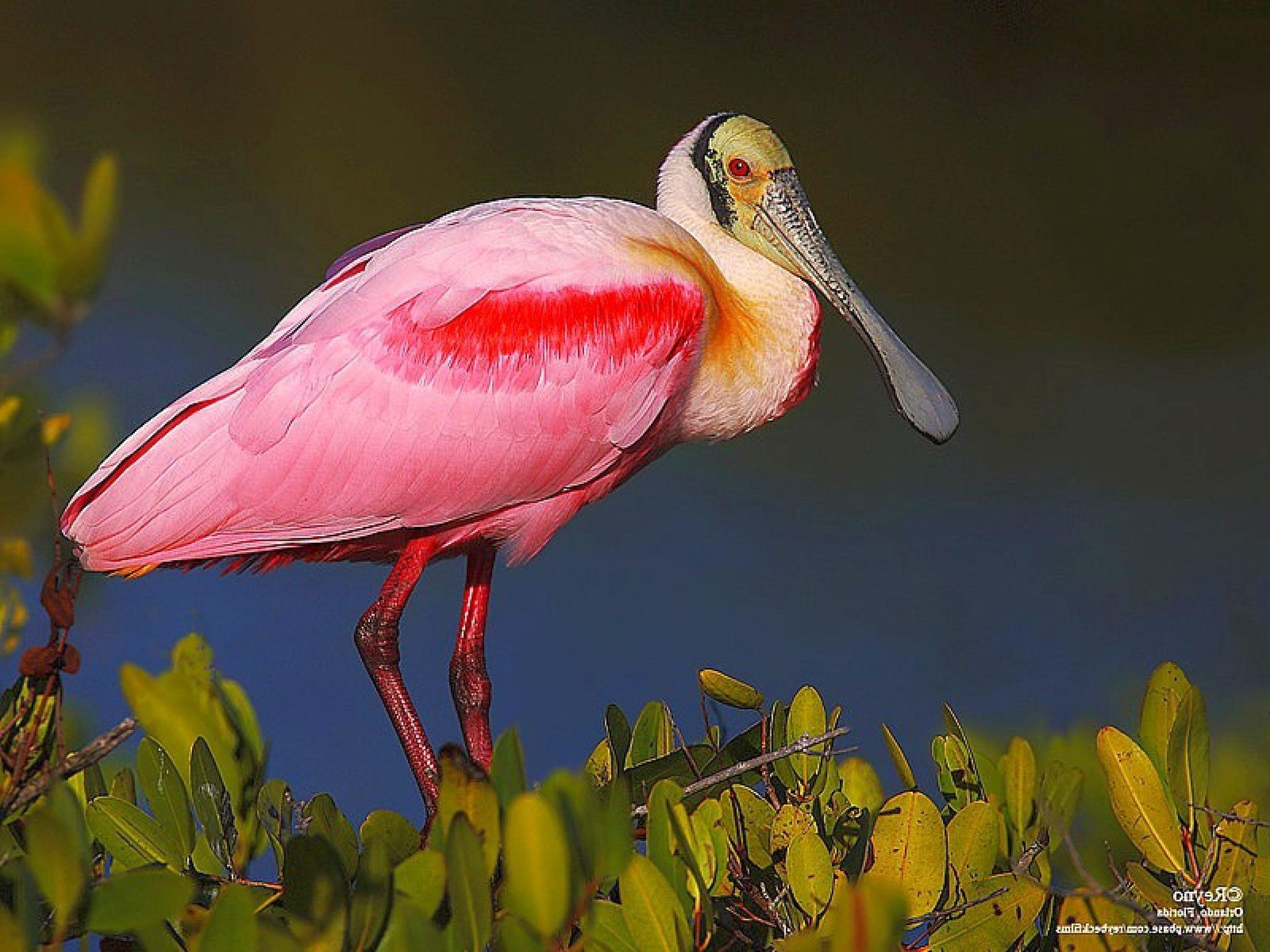 birds leaves Wallpaper