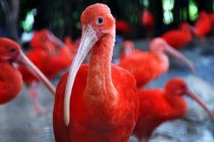 ibis birds