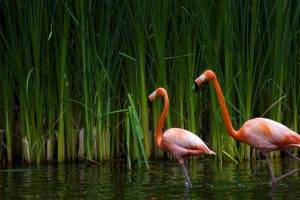 flamingos water plants birds
