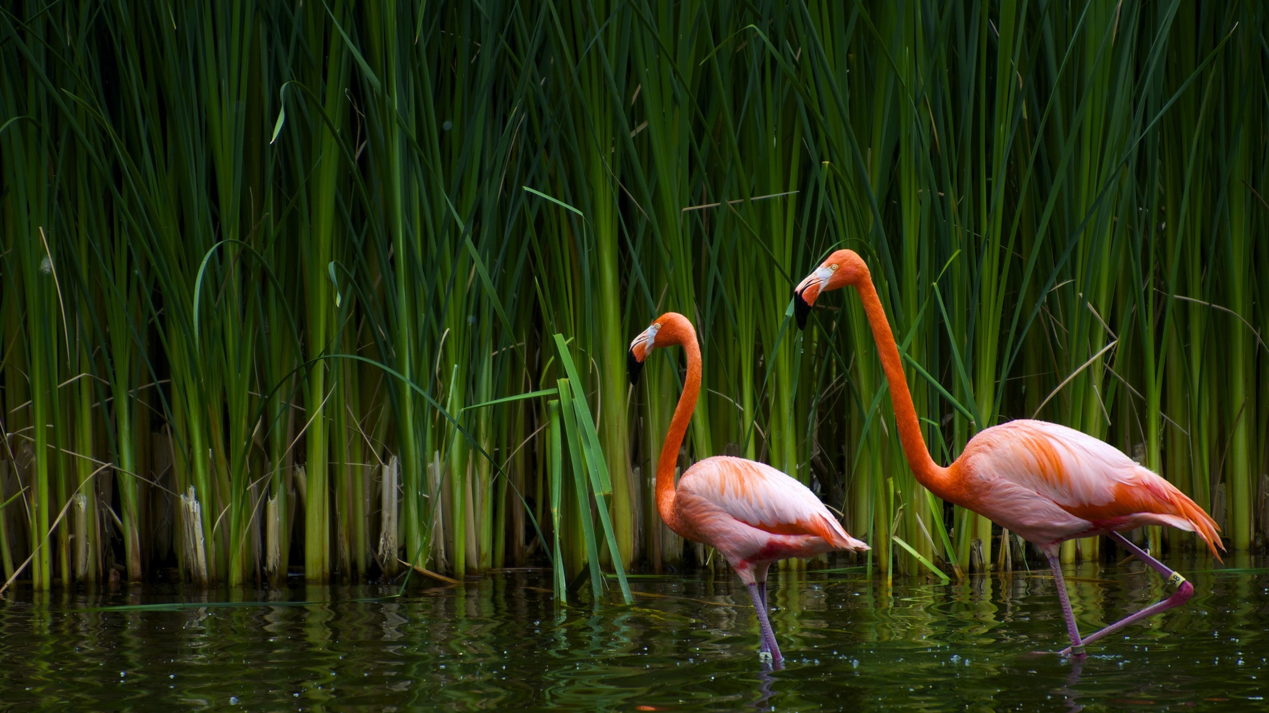 flamingos water plants birds Wallpaper