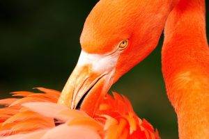 flamingos birds