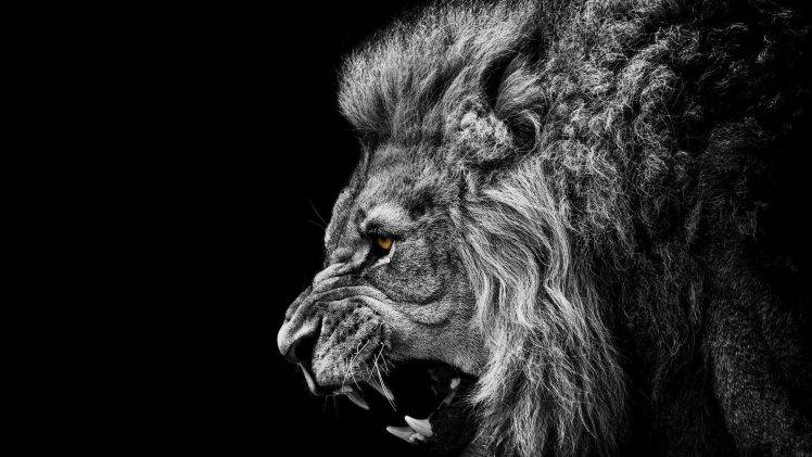 lion HD Wallpaper Desktop Background