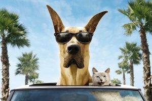 dog cat sunglasses