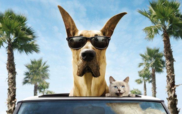 dog cat sunglasses HD Wallpaper Desktop Background