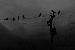 power lines birds rain silhouette utility pole