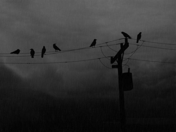 power lines birds rain silhouette utility pole HD Wallpaper Desktop Background