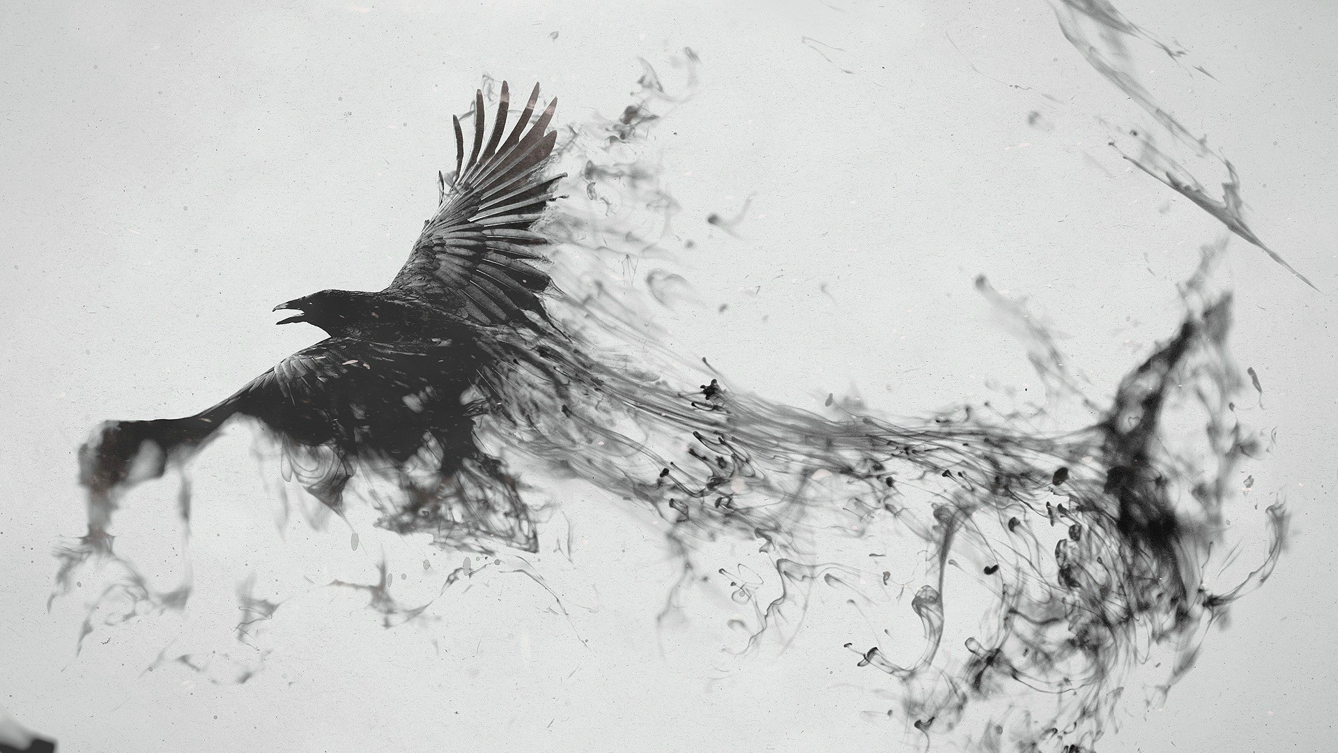 birds monochrome Wallpaper