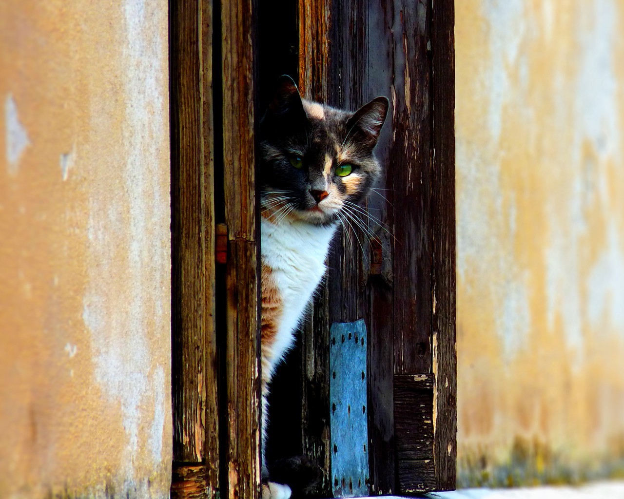 cat Wallpaper