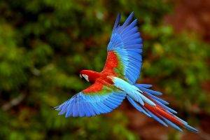 birds exotic macaws parrot